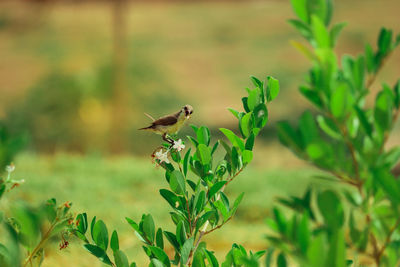 Bird flying in a plant