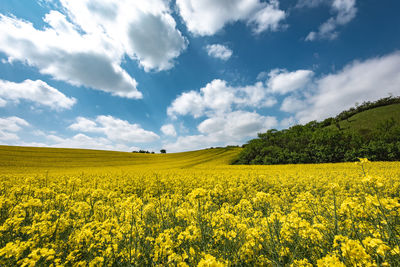 Scenic view of oilseed rape field against cloudy sky