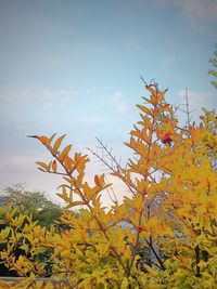 Close-up of flower tree against sky