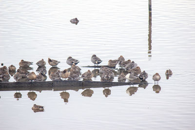 Birds swimming in lake