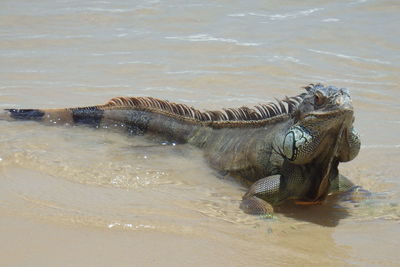 High angle view of iguana on seashore at beach