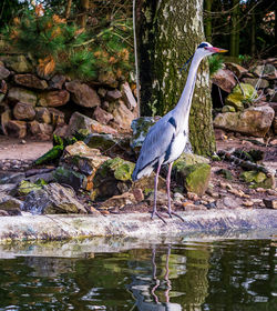 View of birds perching on rock