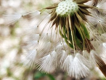 Close-up of dandelion flower