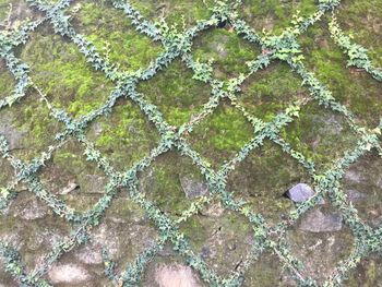 High angle view of plants growing on wall