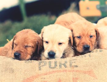 Puppies relaxing on jute