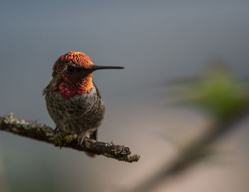 Close-up of bird perching on branch