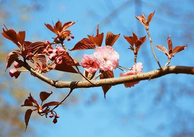 Low angle view of flowers blooming on tree