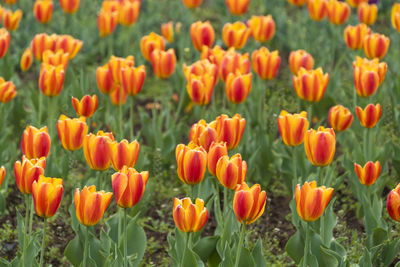 Close-up of orange tulips on field