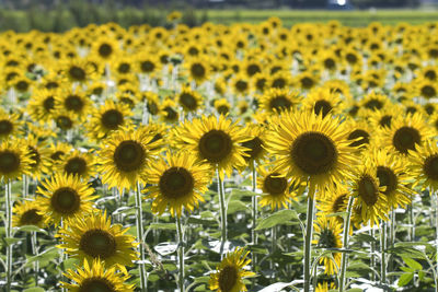 Close-up of sunflowers on field