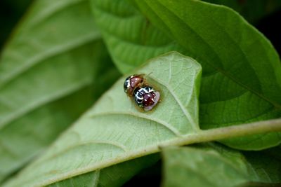 Close-up of insect on leaf