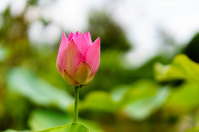 Close-up of pink lotus water lily