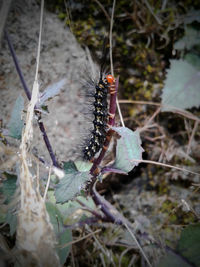 Close-up of butterfly on plant