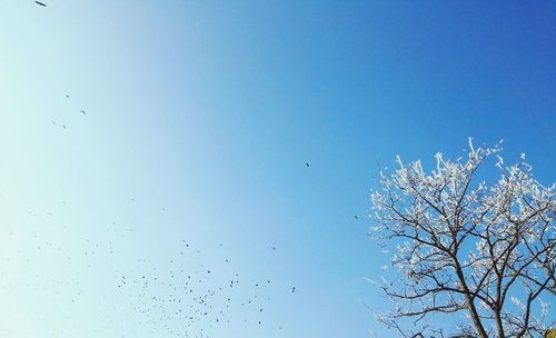 Low angle view of birds flying against clear blue sky