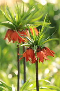 Close-up of red flower