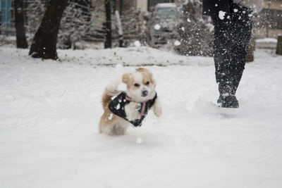 Dog running in snow