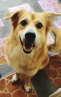Portrait of dog
