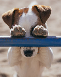 Close-up portrait of dog