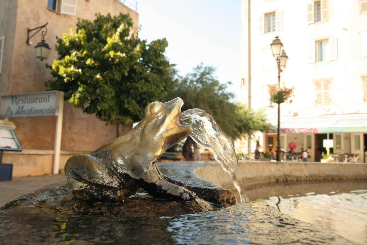 CLOSE-UP OF TURTLE IN CITY