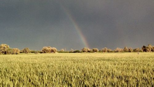 Scenic view of field against rainbow in sky