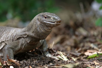 Close-up of lizard on field
