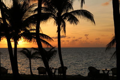 Silhouette of palm trees at seaside during sunset