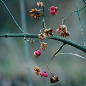 Close-up of berries growing on tree