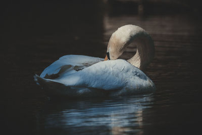 Swan swimming in a lake