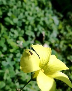 Close-up of butterfly pollinating on yellow flower