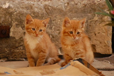 Portrait of cats sitting outdoors