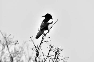 Low angle view of bird perching on a tree