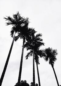 Low angle view of palm trees against sky