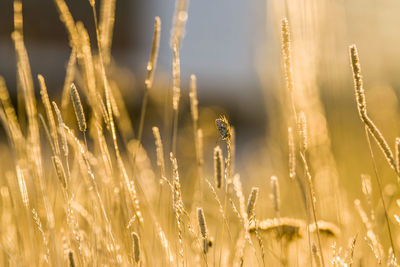 Close-up of wheat growing on field