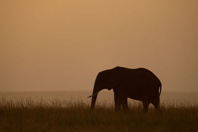 African bush elephant at sundown on horizon