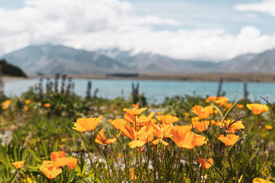 Close-up of yellow flowering plants by mountains against sky