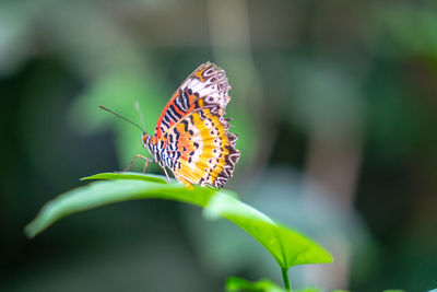 Butterfly pollinating flower