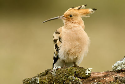 Close-up of bird perching on rock