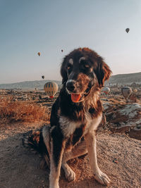 Portrait of dog with balloons in the sky