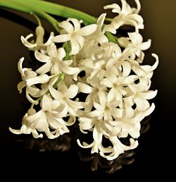 Close-up of flowers over black background