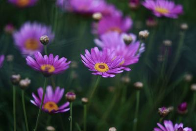 Close-up of pink flowering plants on field