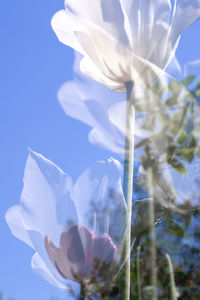 Close-up of white flowering plant