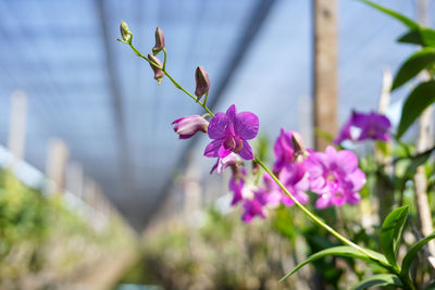 Closeup blossom orchids with blurred perspective of flower farm in background