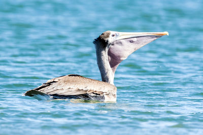 Close-up of duck swimming in lake