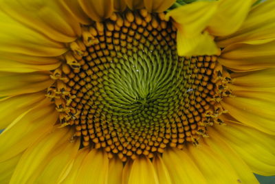 Full frame shot of sunflower