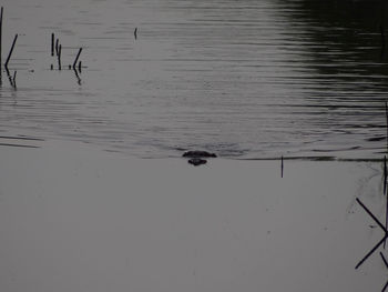 High angle view of duck swimming in lake