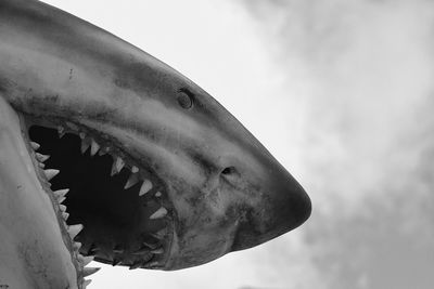Low angle view of shark against sky