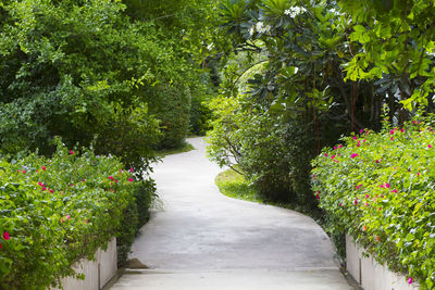 Footpath amidst plants in garden