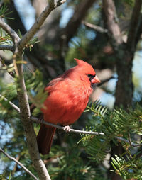 Bird perching on branch