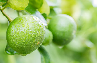 Close-up of water drops on plant