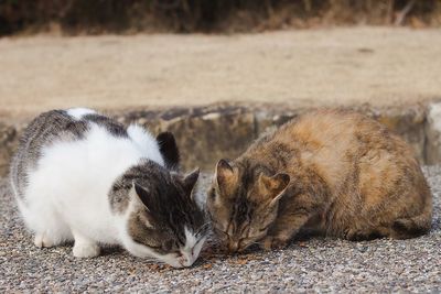 High angle view of cats relaxing on land