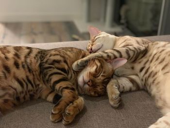 Cat sleeping